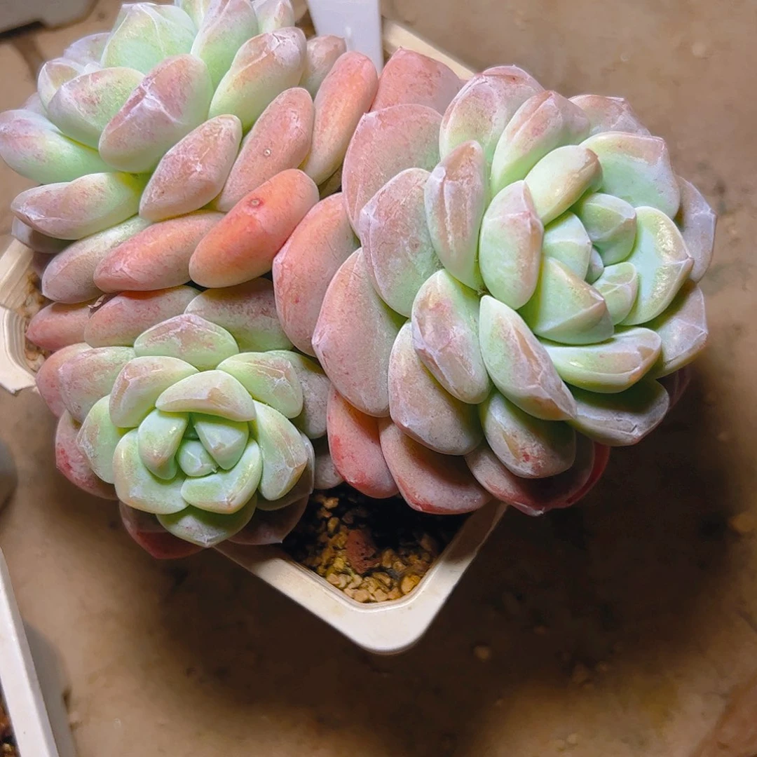 悟***9三头冰玉3061号一物一拍