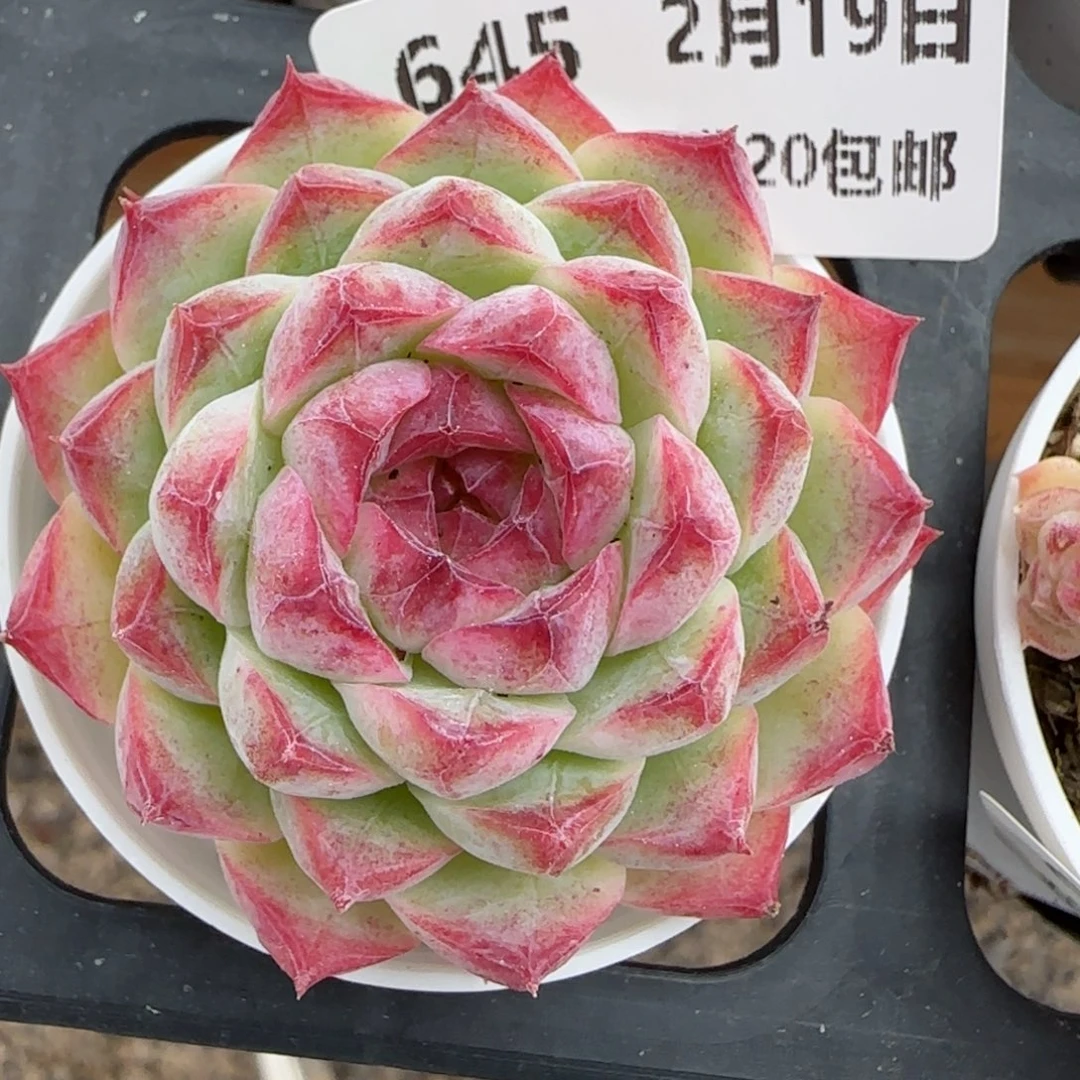 花语逸镜0219-645