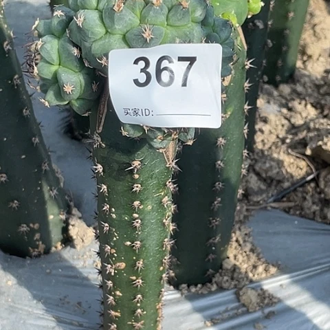 爱***猫367好赤化娇丽大群