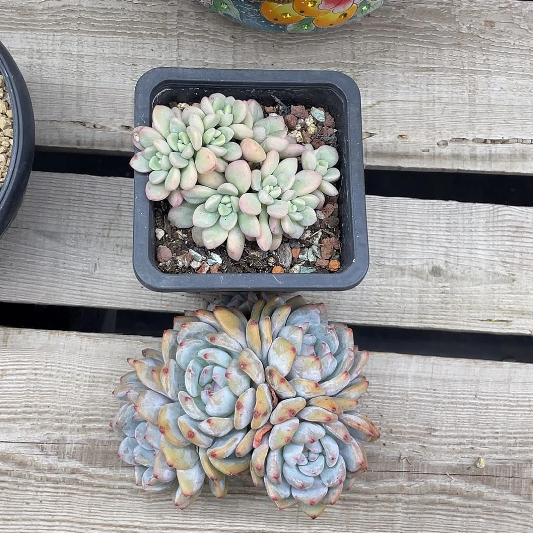 冰清玉洁9头朵朵+星影6头群生