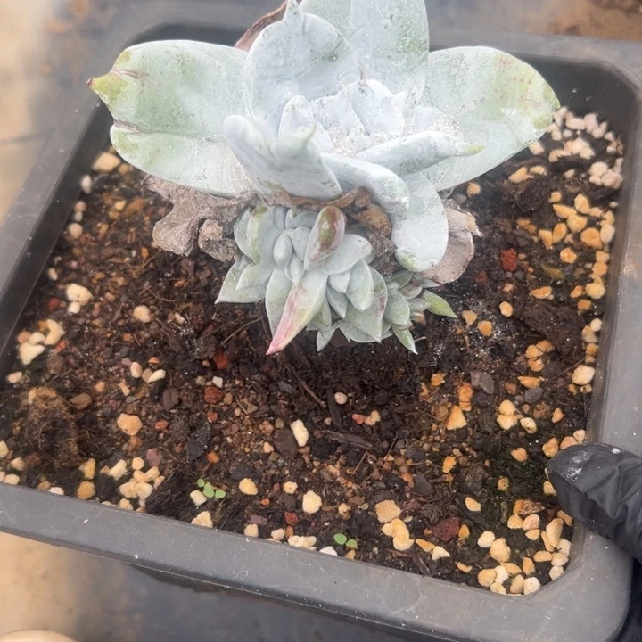 宽厚叶，一物一拍好多崽255