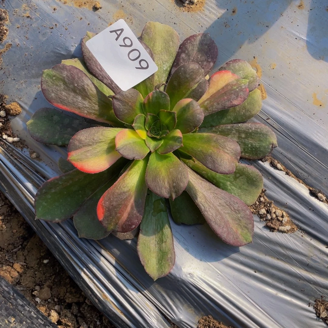 909流星雨多肉植物