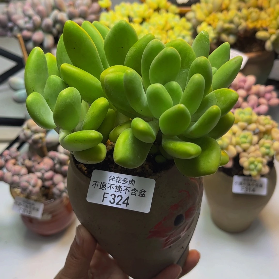 金色版本芒果奶324/11cm多肉