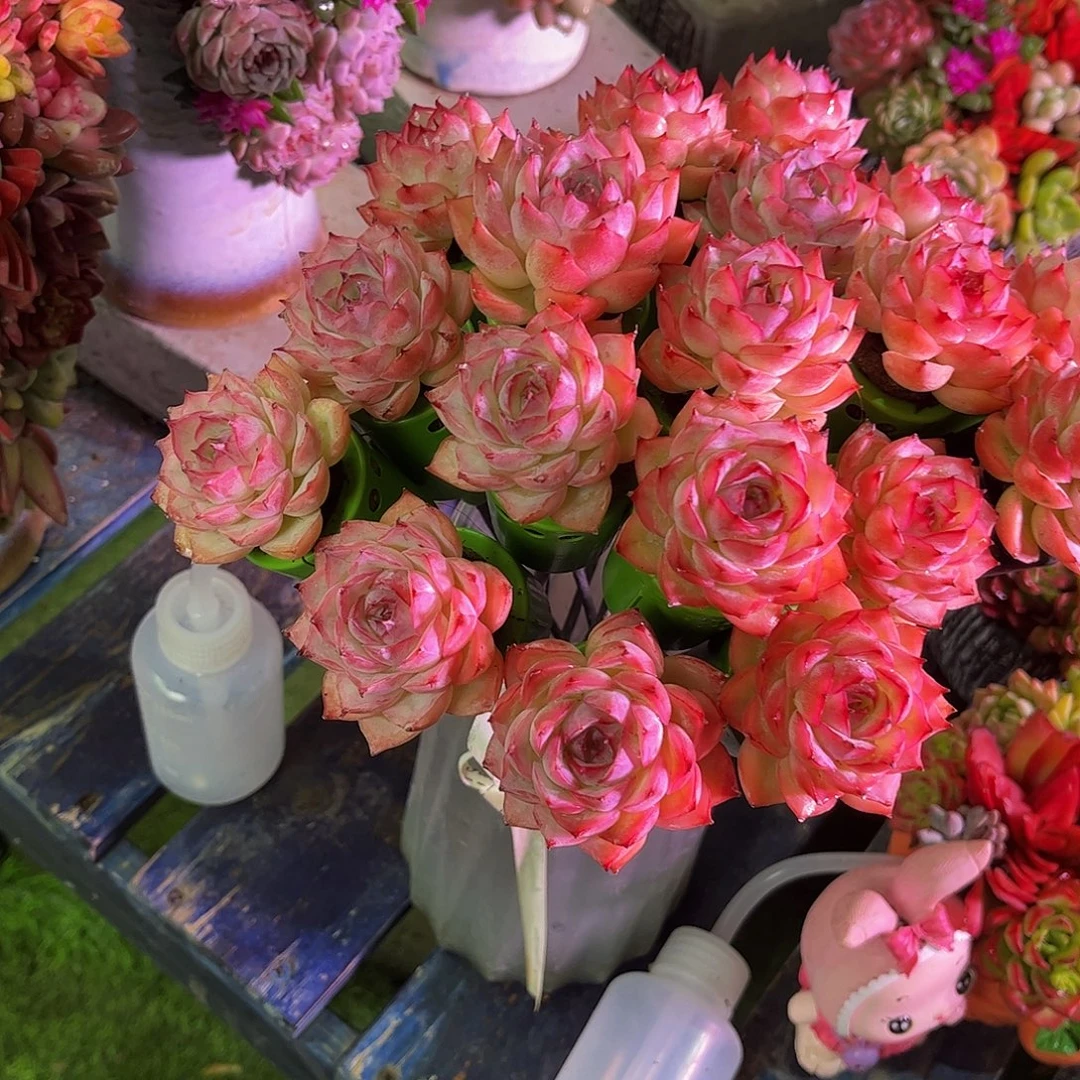 成品懒人彩色盆景一体发货