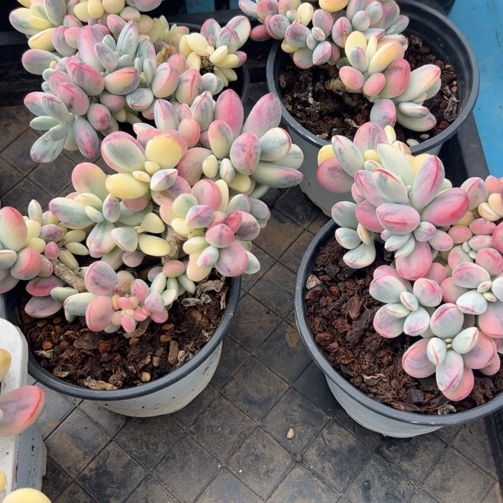 无花朵大****饰618福利活动