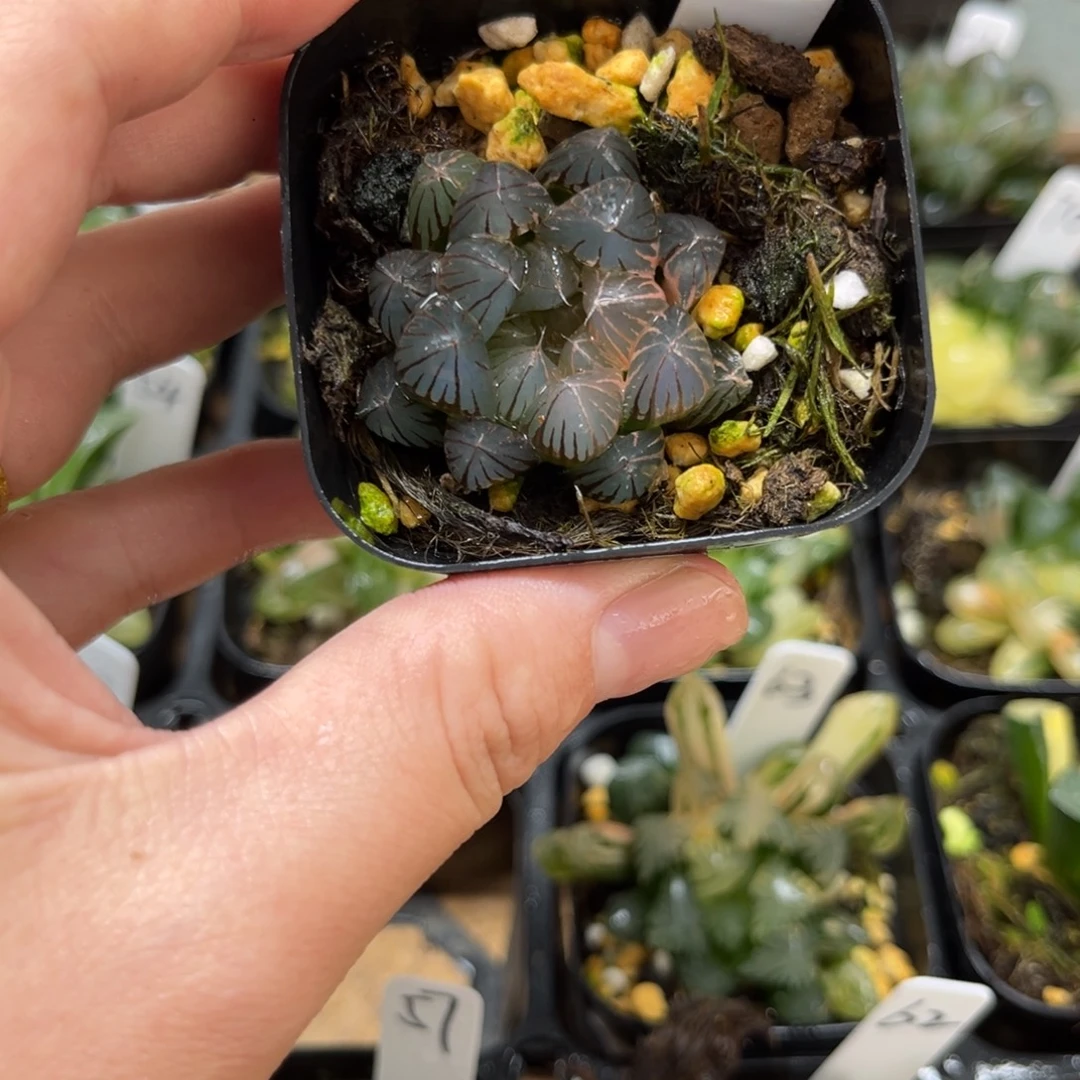 58龙爪玉露锦一物一拍