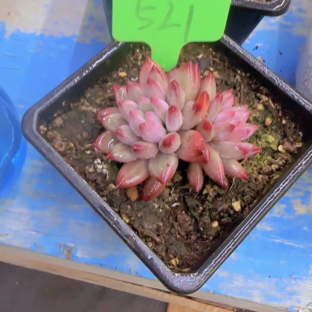 小*船521多肉植物一物一拍