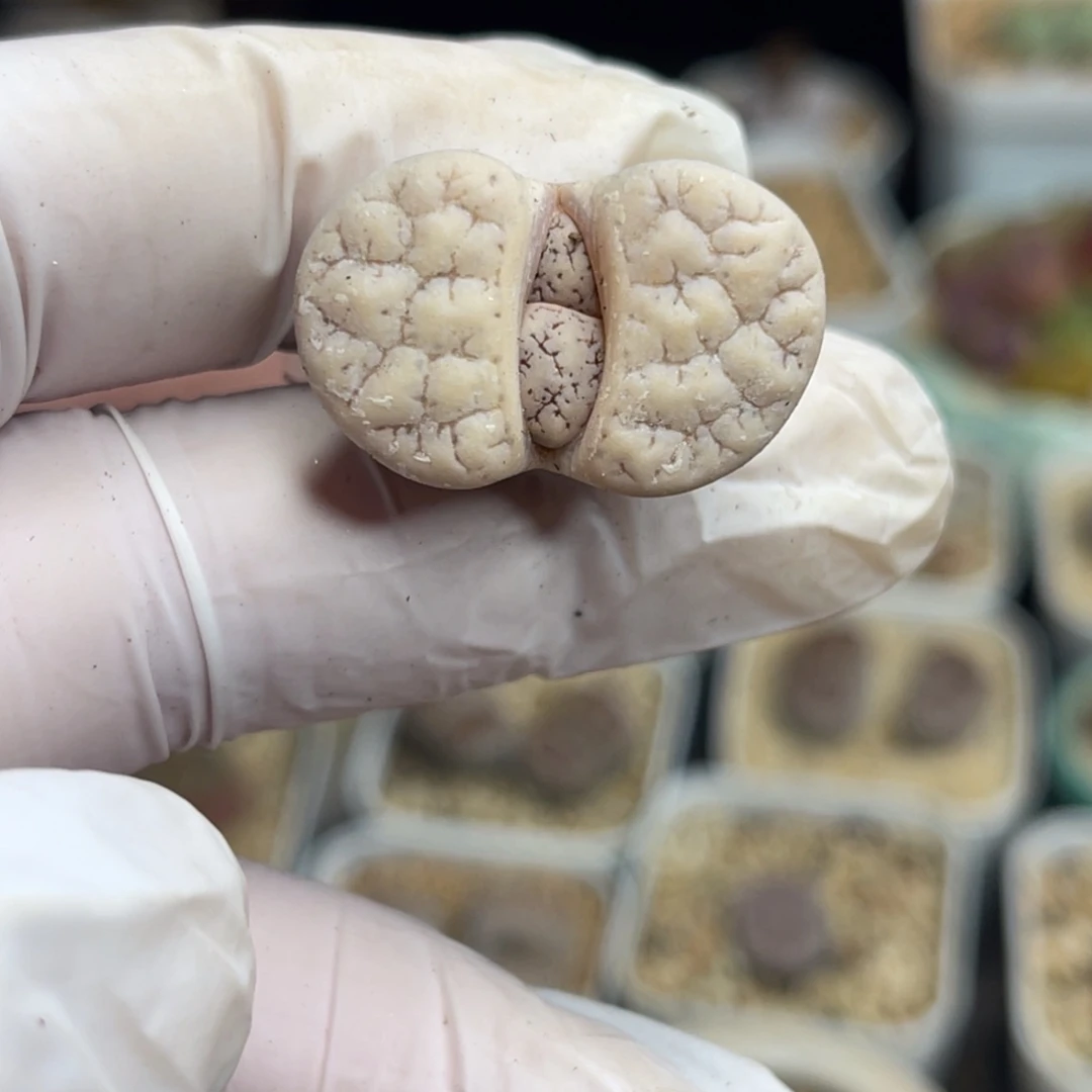 多肉植物一物一拍129