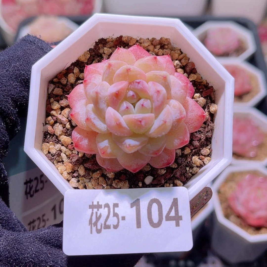花利美25-104冰钻单头