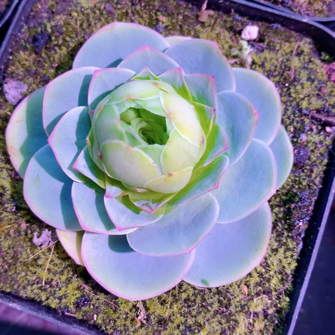 山地玫瑰粉黛福利一物一拍003