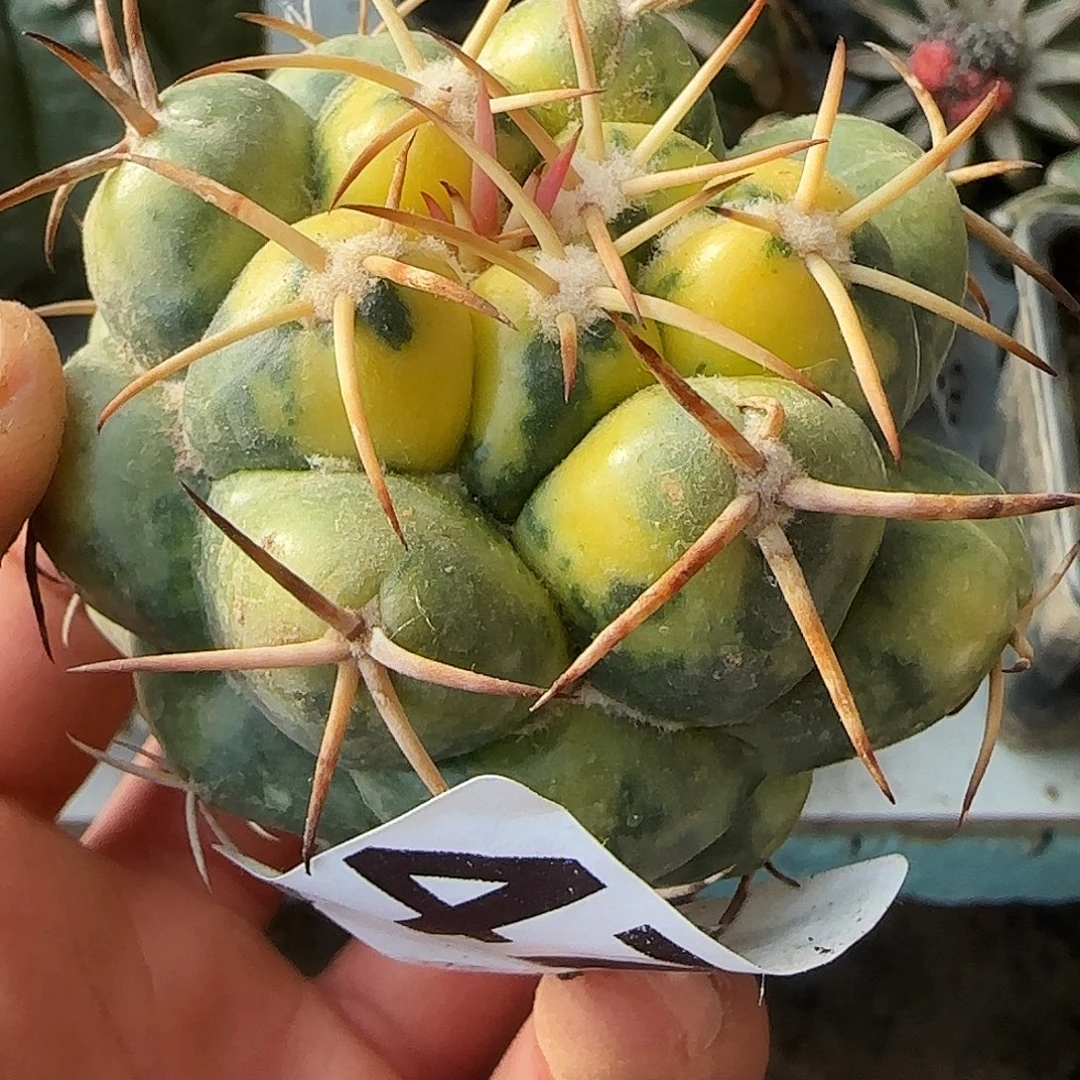 狂刺象牙锦477仙人球