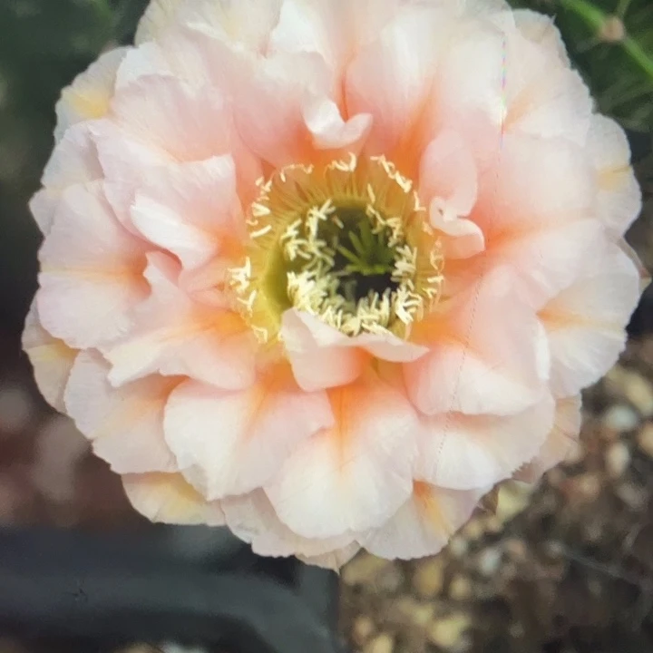 15号3公分左右自根球