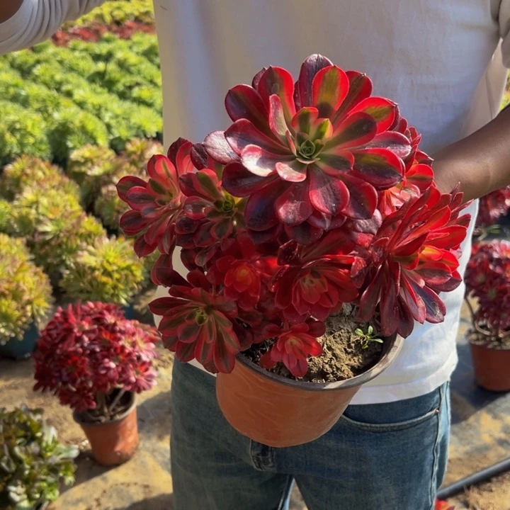 16.8美杜莎一棵包邮