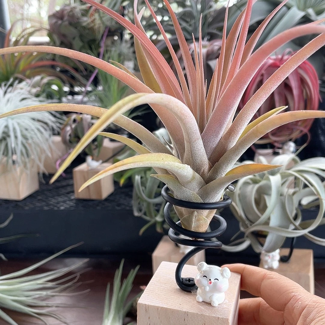 卡比银玫瑰空气凤梨