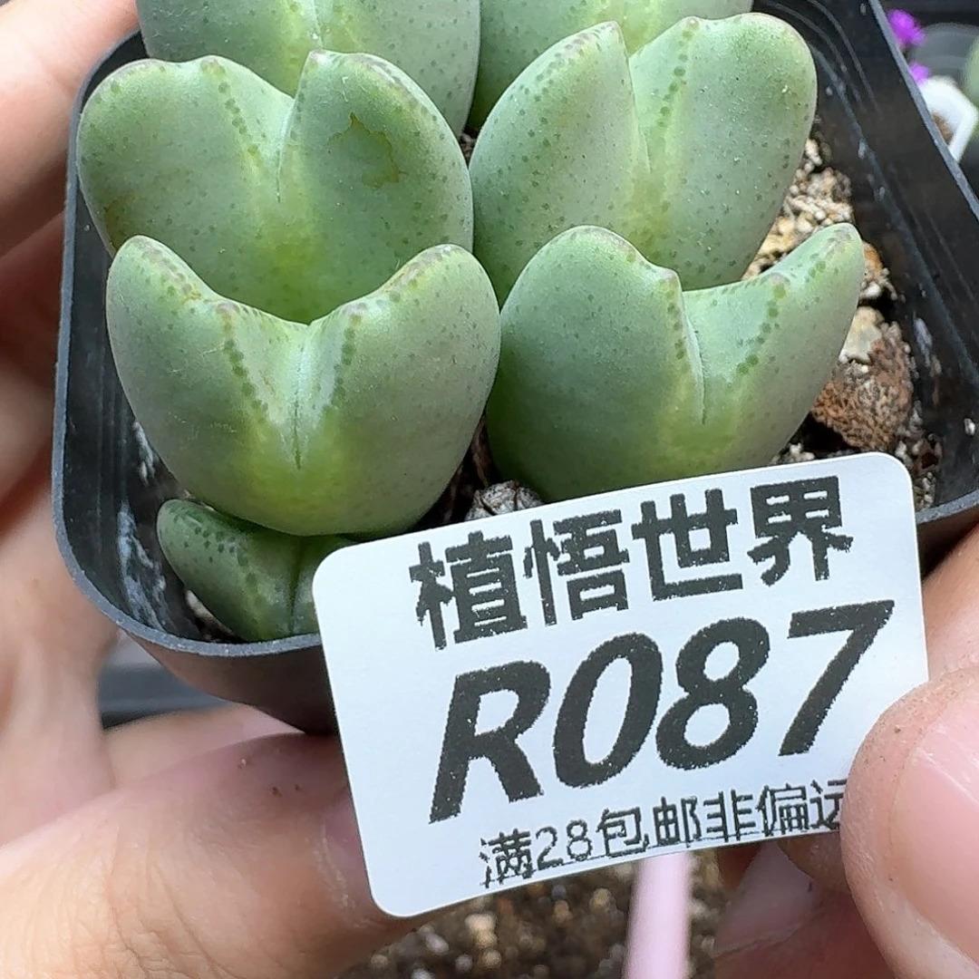 多肉植物的动作也吃