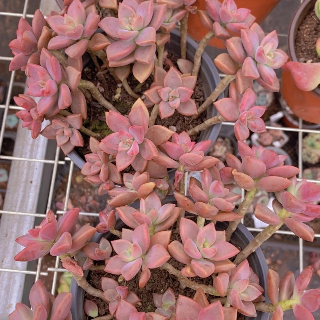 姬胧月带盆土两盆