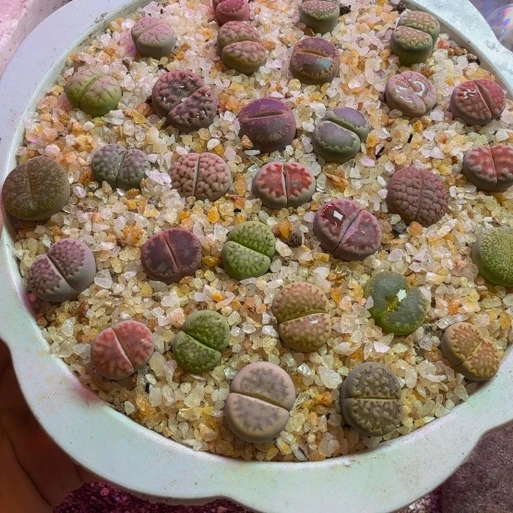 ?****?多肉葡萄等经济49