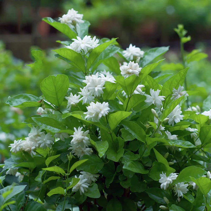 重瓣笔尖茉莉(带香味 花期长 老桩花苞多)庭院阳台室内开花植物