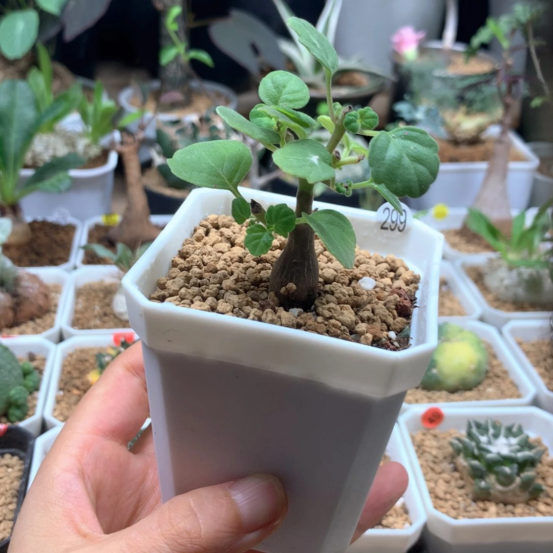 爱氏延命草多肉带盆