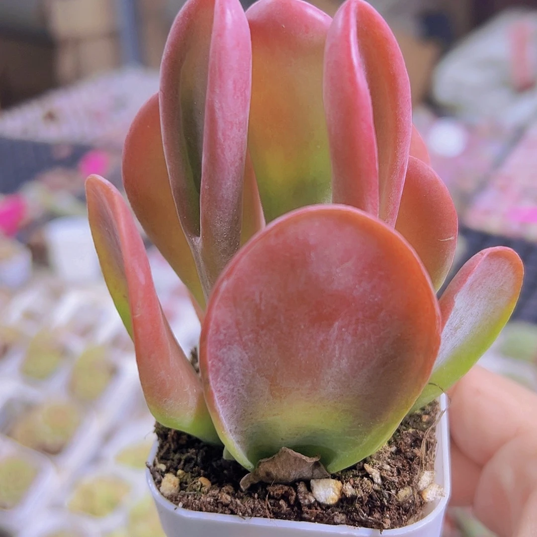 火狐狸19包邮多肉植物