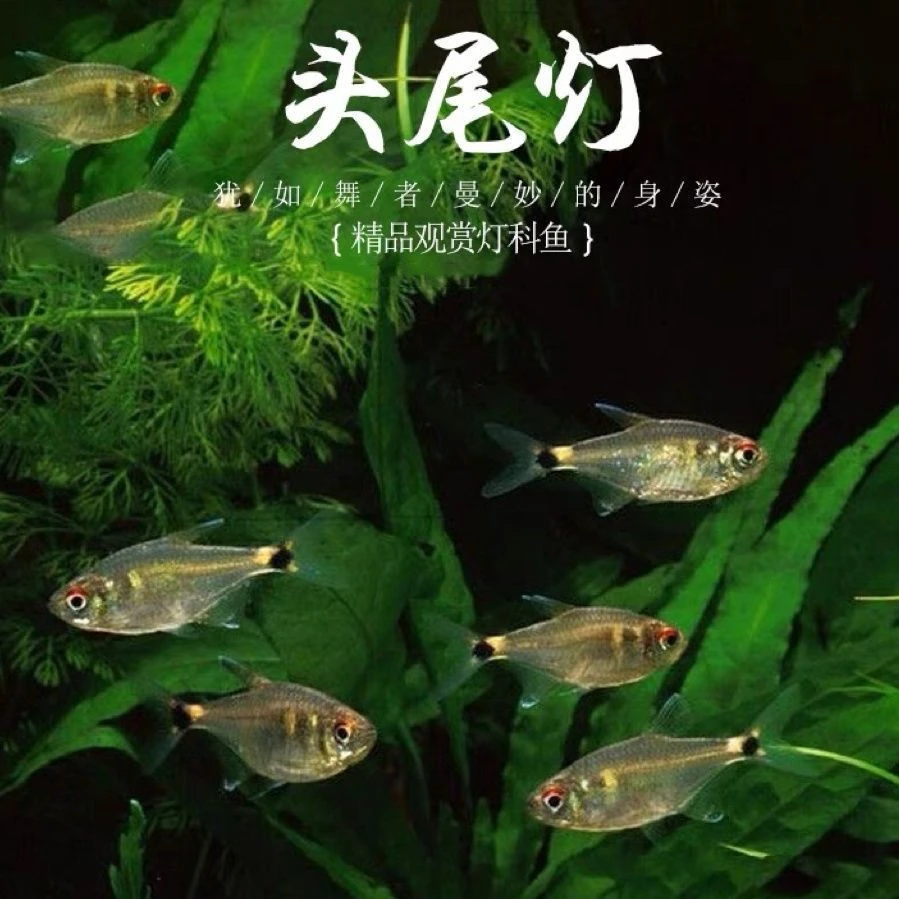 南美红尾银勾银钩旗鱼热带观赏鱼活体草缸群游淡水鱼