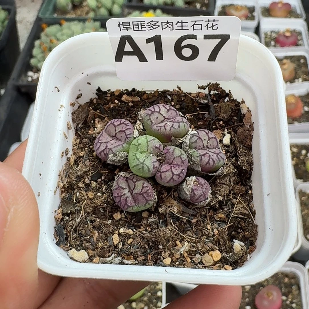 167多肉植物多肉植物