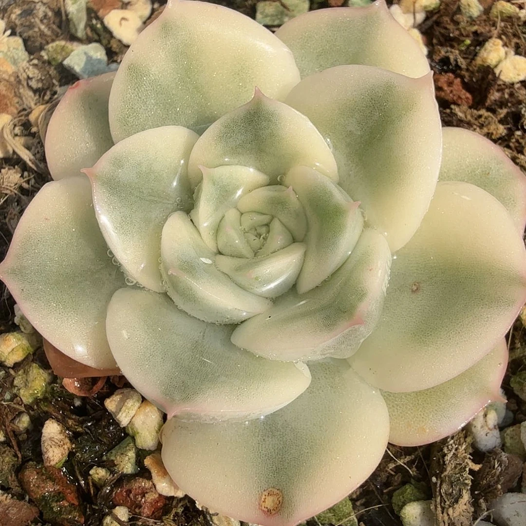 月亮仙子锦，多肉植物