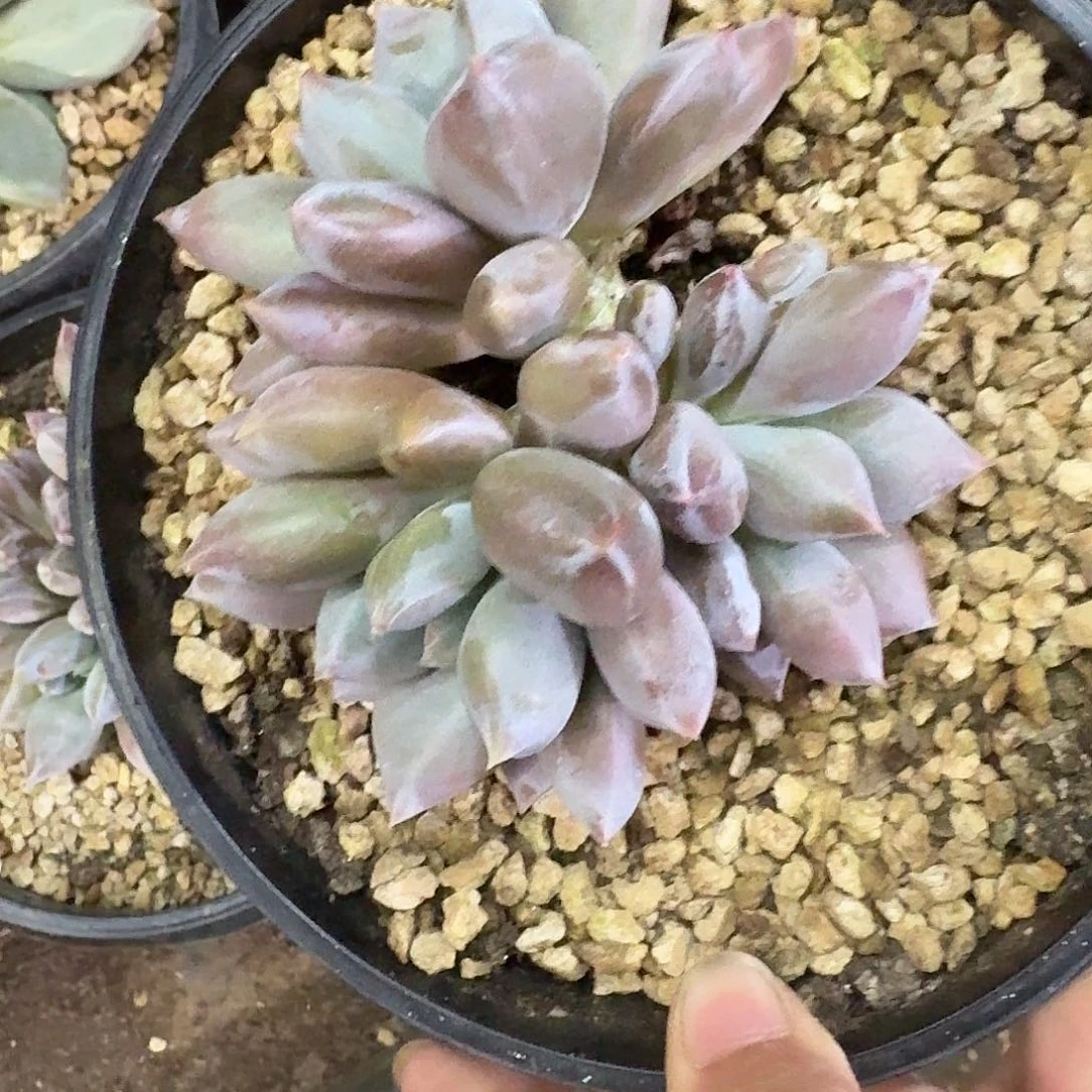 乔***乔焦糖胖体哥特萝莉33333333333333