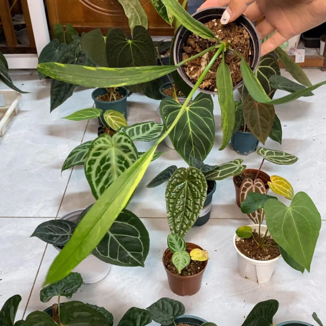 不开花植物维他领带锦