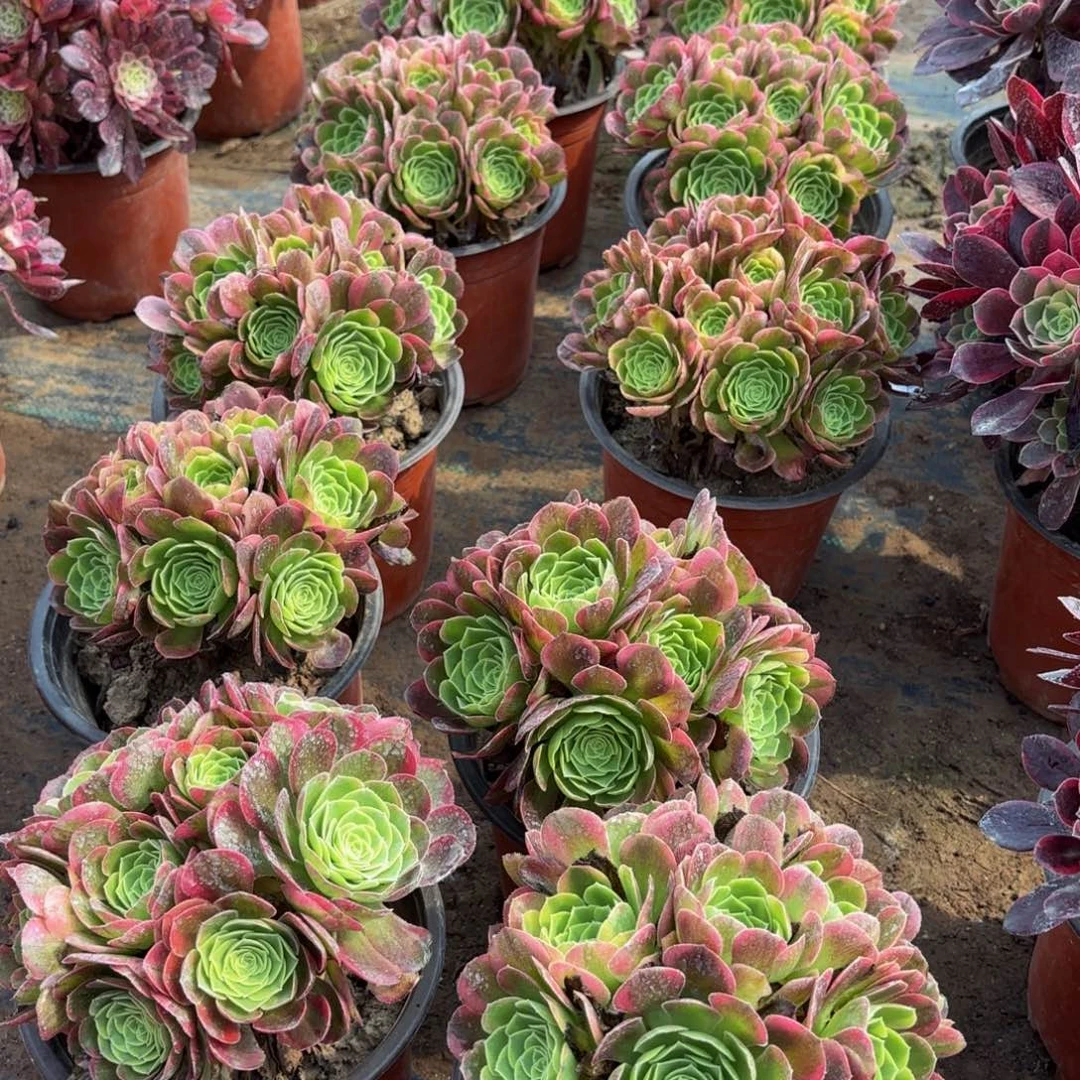 万奶白绣球9.9法师多肉嫩