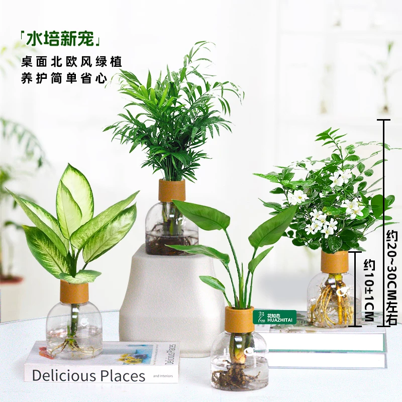 【买三送一】水培天堂鸟 九里香 富贵椰子 玛丽安20~30CM室内绿植物
