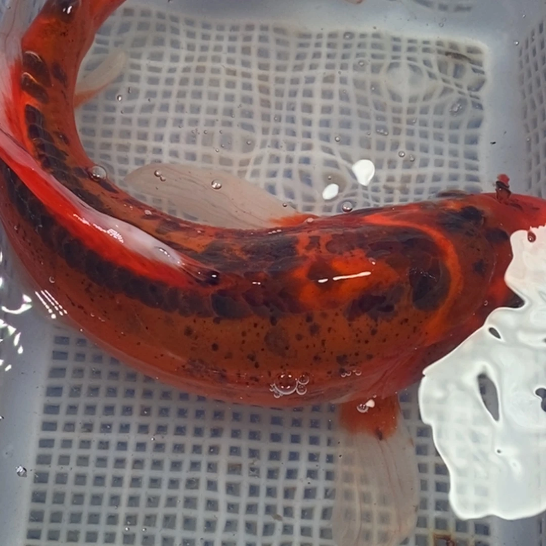 锦鲤锦鲤包邮冷水