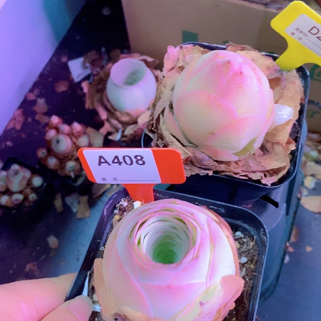 燕***子山地玫瑰一物一拍210盛夏sp