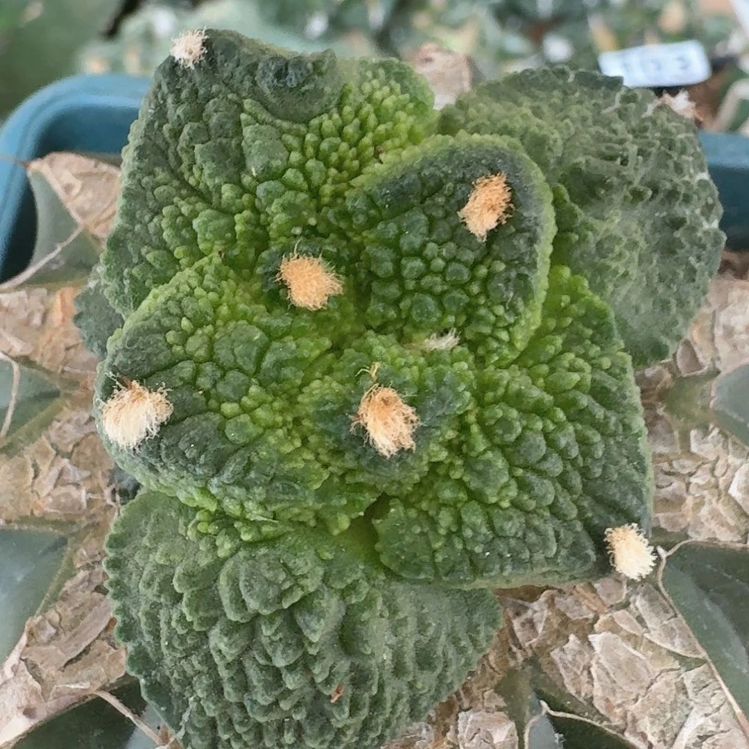【闪购商品】无花朵飞*密尤哥斯拉124