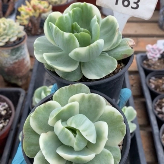 s****e163一一一一一一一一一