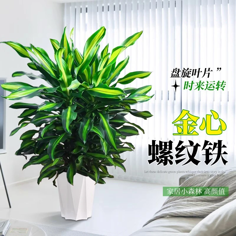 金柳金心螺纹铁绿植花卉百合竹盆栽客厅办公室内阳台四季常青好养
