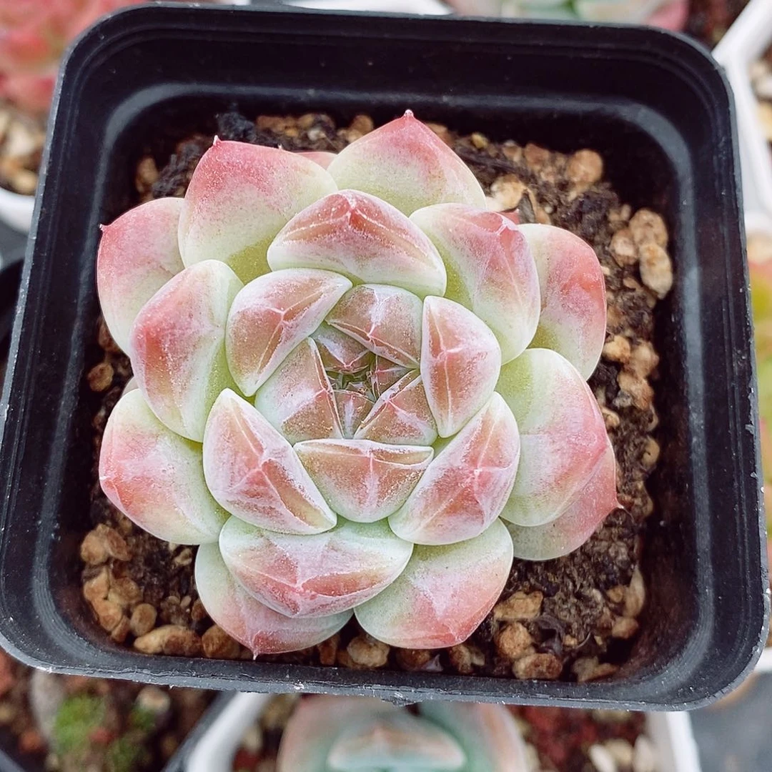 胭脂冰魄6cm多肉植物