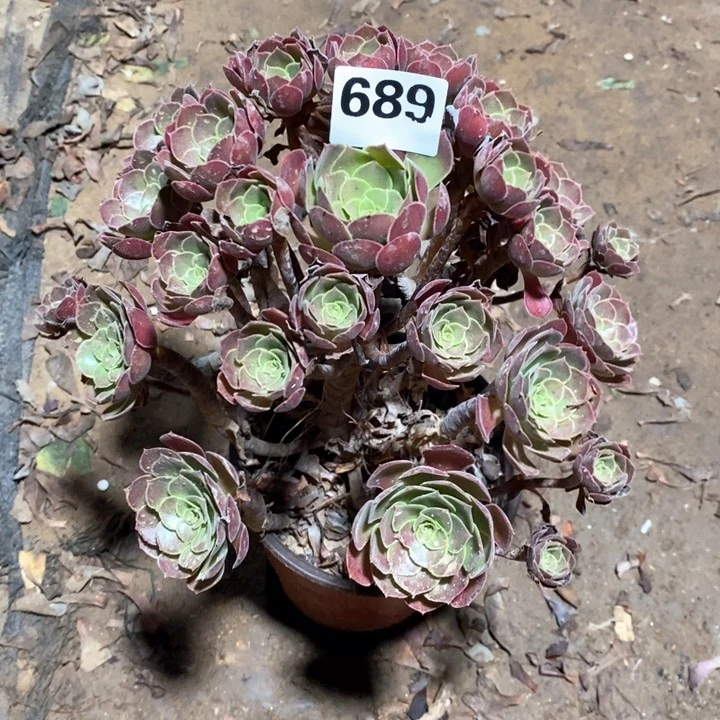 法师植物一物一拍689