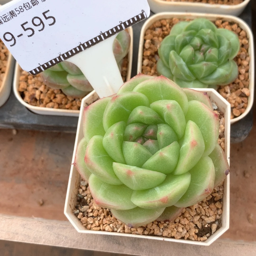 秃子珍妮麦秆58包邮