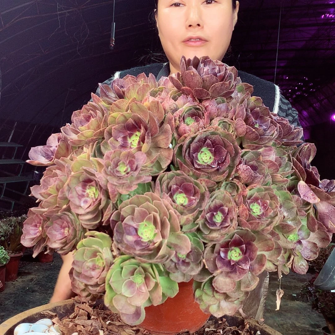 柒哥多肉法师不包侧断枝947