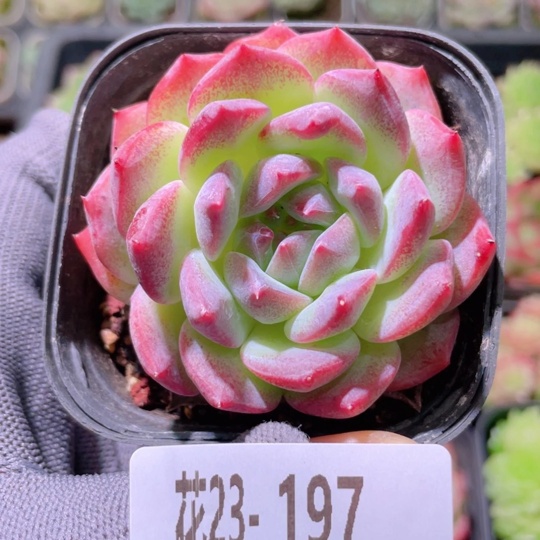 花利美23-197新品