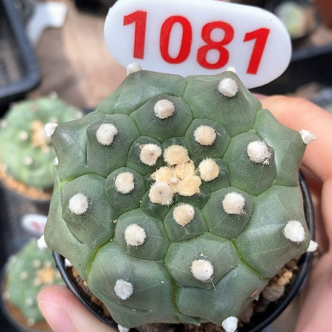 1081龟甲兜系列福利