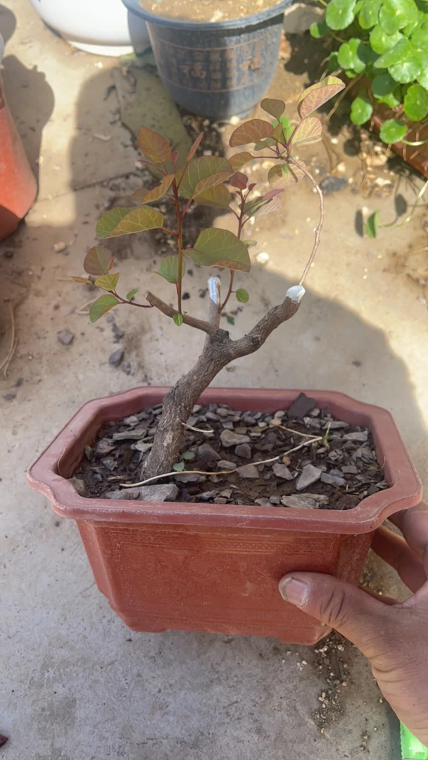 香山红叶黄栌、秋天叶子是红色的