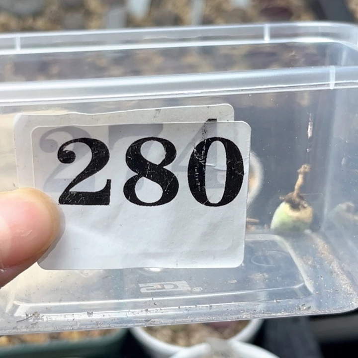 强***_280号3颗空蝉2年精品