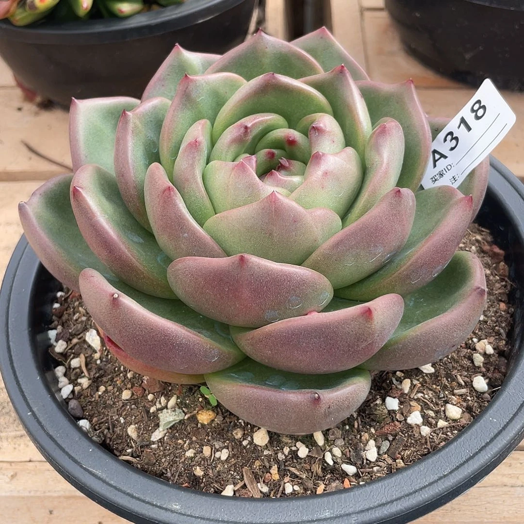 若如东云单拍A318