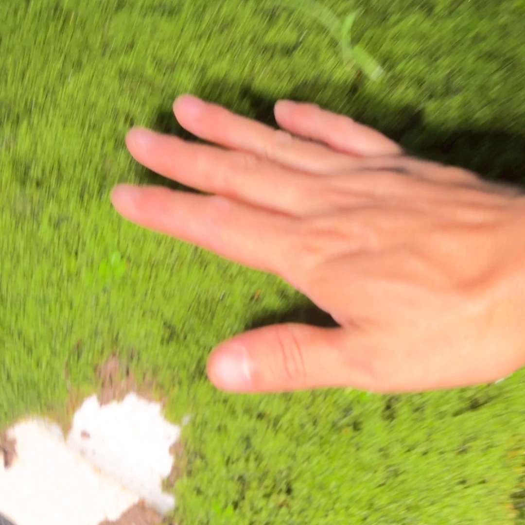 朱*凡全场观众热烈欢呼苔藓一板