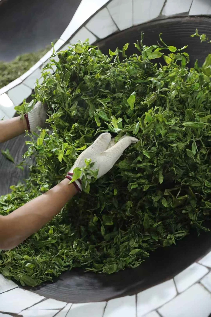 【边朵口粮】2025·老班章小树头春散茶价比口粮生茶普洱茶