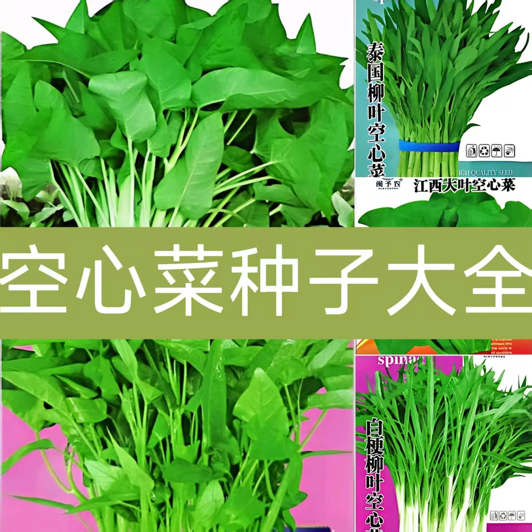 【满5袋包邮】空心菜种子