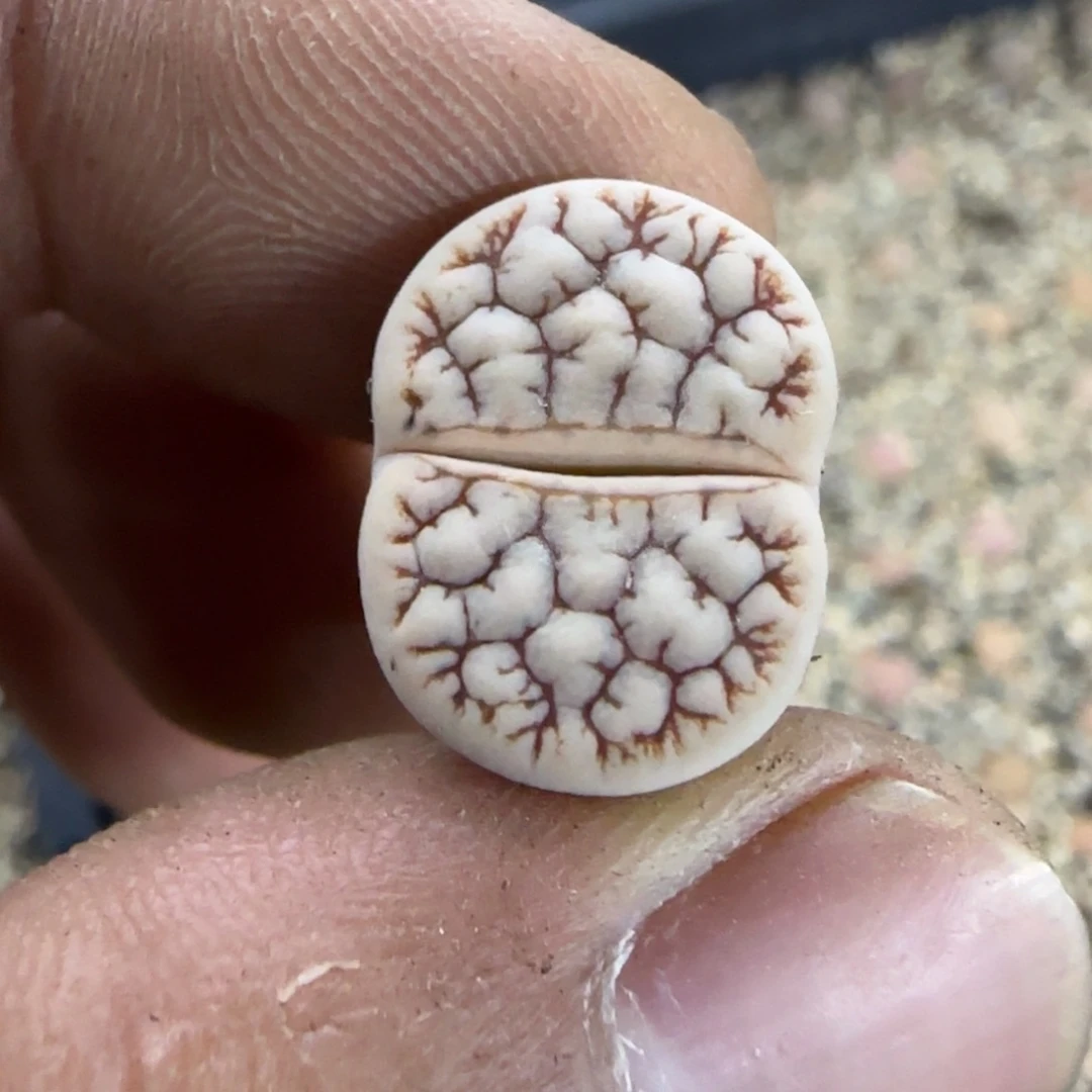 624 生石花大棚直播