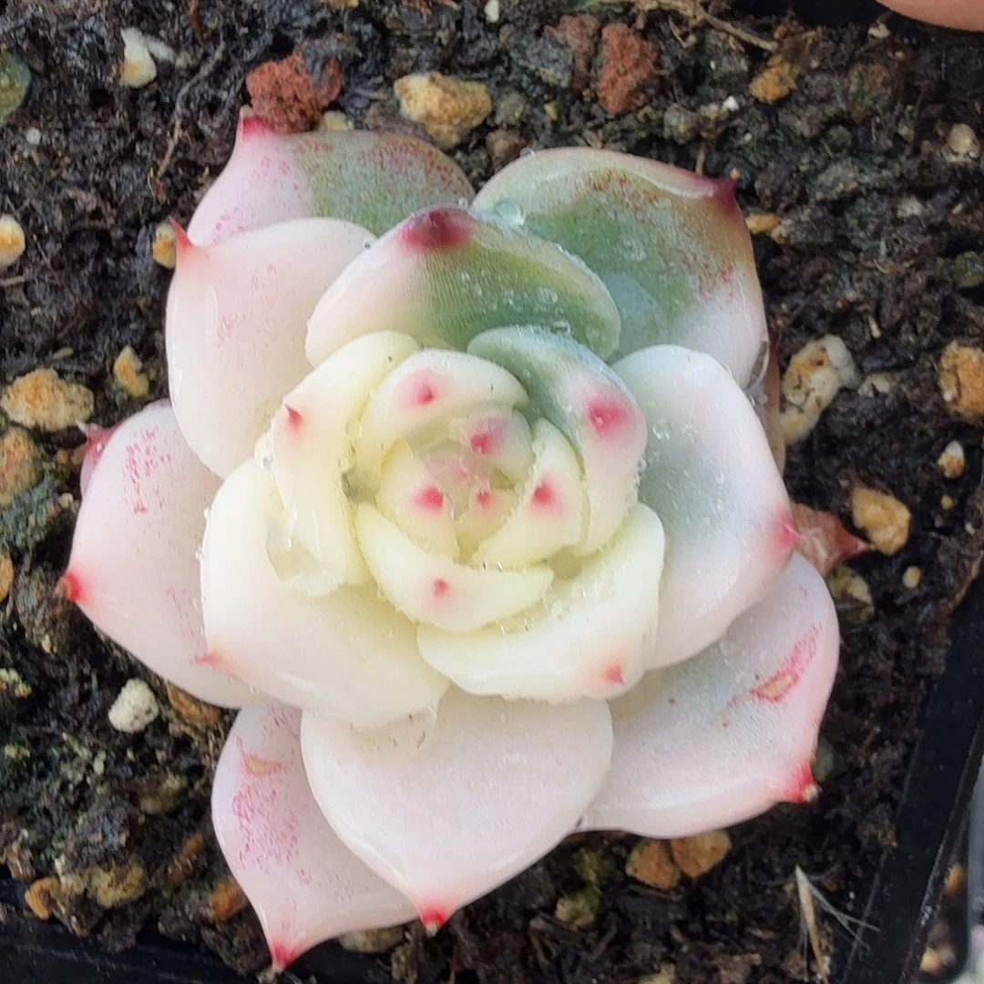 吉娃娃锦啊，多肉植物